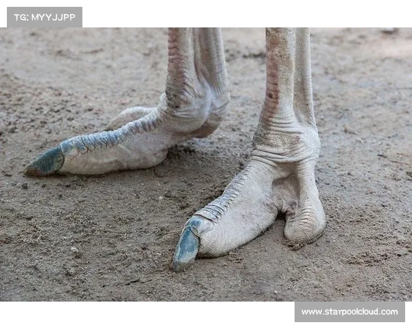 马脚趾结构与其他动物的差异性分析及其进化意义探讨 马脚趾结构与其他动物的差异性分析及其进化意义探讨